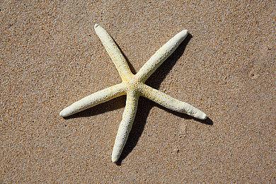 在远方种出属于你的一片天地！治愈探索游戏《远花》现已发售！ 